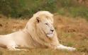 Γλίτωσε την δίωξη ο οδοντίατρος που σκότωσε το διασημότερο λιοντάρι της Ζιμπάμπουε