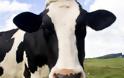ΠΑΝΙΚΟΣ: Στη Χαλκιδική το πρώτο κρούσμα οζώδους δερματίτιδας των βοοειδών στη Κεντρική Μακεδονία