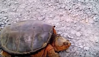 Μετά από αυτό θα αλλάξετε εντελώς  γνώμη για τις χελώνες... [video] - Φωτογραφία 1