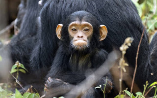 Συγκινητικό: Έγκυος χιμπατζής πήρε υπό την προστασία του ένα μικρό ορφανό - Φωτογραφία 1