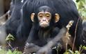 Συγκινητικό: Έγκυος χιμπατζής πήρε υπό την προστασία του ένα μικρό ορφανό