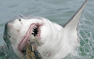 Δε δείχνει έλεος! Λευκός καρχαρίας την καταβροχθίζει μπροστά στα μάτια των τουριστών! [video] - Φωτογραφία 1