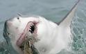 Δε δείχνει έλεος! Λευκός καρχαρίας την καταβροχθίζει μπροστά στα μάτια των τουριστών! [video]