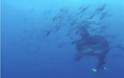 Ο γίγαντας του βυθού: Αυτό είναι το μεγαλύτερο ψάρι στον κόσμο -  Άναυδοι έμειναν οι δύτες [video]