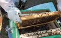 Κυψέλες με ζωντανές μέλισσες στο πάρκο Πεδίο του Άρεως στη Θεσσαλονίκη