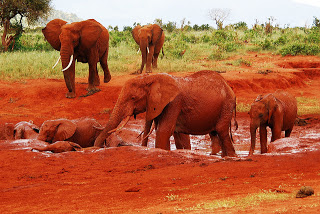 Κένυα: Υπέροχοι κατακόκκινοι ελέφαντες - Φωτογραφία 1