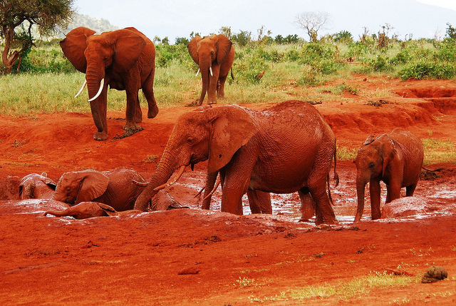 Κένυα: Υπέροχοι κατακόκκινοι ελέφαντες - Φωτογραφία 3