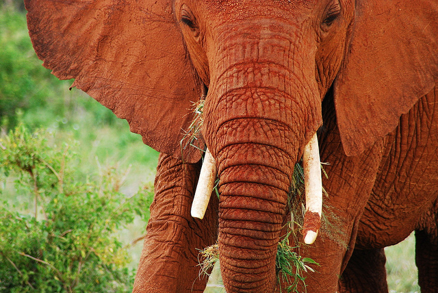 Κένυα: Υπέροχοι κατακόκκινοι ελέφαντες - Φωτογραφία 7