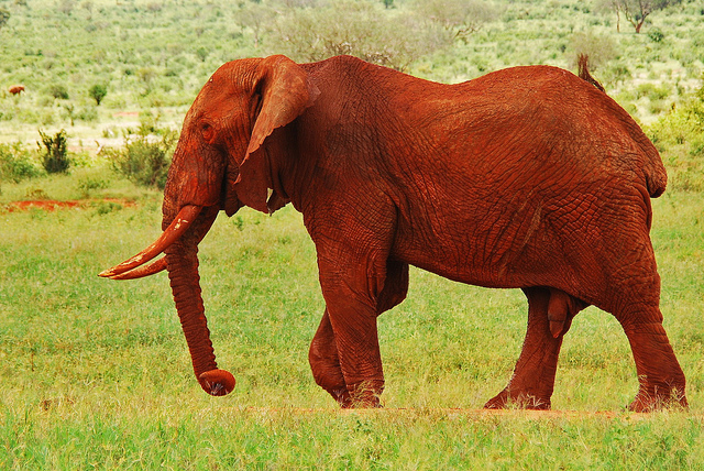Κένυα: Υπέροχοι κατακόκκινοι ελέφαντες - Φωτογραφία 8