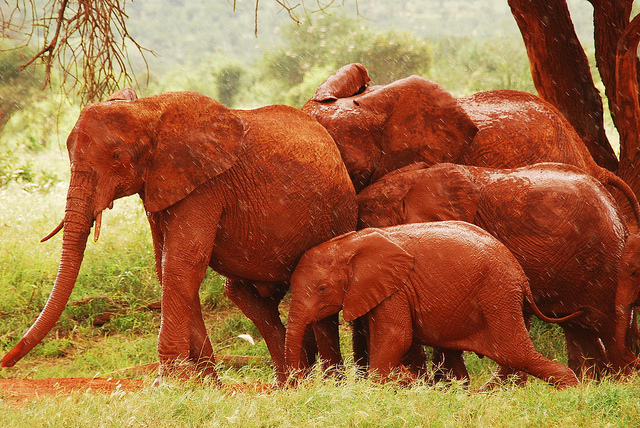 Κένυα: Υπέροχοι κατακόκκινοι ελέφαντες - Φωτογραφία 9
