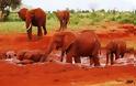 Κένυα: Υπέροχοι κατακόκκινοι ελέφαντες