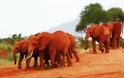 Κένυα: Υπέροχοι κατακόκκινοι ελέφαντες - Φωτογραφία 10
