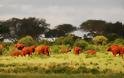 Κένυα: Υπέροχοι κατακόκκινοι ελέφαντες - Φωτογραφία 2