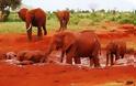 Κένυα: Υπέροχοι κατακόκκινοι ελέφαντες - Φωτογραφία 3