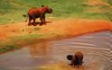 Κένυα: Υπέροχοι κατακόκκινοι ελέφαντες - Φωτογραφία 4