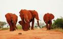 Κένυα: Υπέροχοι κατακόκκινοι ελέφαντες - Φωτογραφία 5