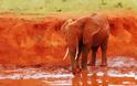 Κένυα: Υπέροχοι κατακόκκινοι ελέφαντες - Φωτογραφία 6
