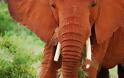 Κένυα: Υπέροχοι κατακόκκινοι ελέφαντες - Φωτογραφία 7