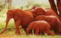 Κένυα: Υπέροχοι κατακόκκινοι ελέφαντες - Φωτογραφία 9