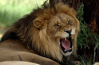 ΑΠΙΣΤΕΥΤΟ: Κάνουν...ανατομία σε λιοντάρια για την εκπαίδευση των παιδιών [photos] - Φωτογραφία 1
