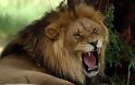 ΑΠΙΣΤΕΥΤΟ: Κάνουν...ανατομία σε λιοντάρια για την εκπαίδευση των παιδιών [photos]