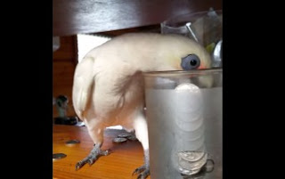Δείτε στο  βίντεο έναν αντιδραστικό παπαγάλο ... [video] - Φωτογραφία 1