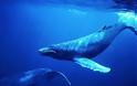 Συγκινητικό: Φάλαινες θρηνούν το νεκρό μικρό τους... [photo]