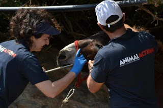 Πρόγραμμα Φροντίδας Ιπποειδών σε Ύδρα, Κέα, Αίγινα από την Animal Action - Φωτογραφία 1