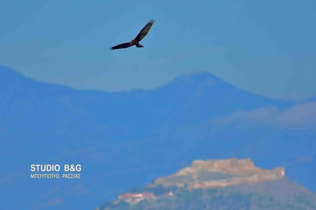 Καλαμόκιρκος στον Υδροβιότοπο Ναυπλίου Νέας Κίου - Φωτογραφία 2