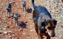 Ηλεία: Άγνωστοι δράστες ξεσπούν στα σκυλιά αδέσποτα και μη