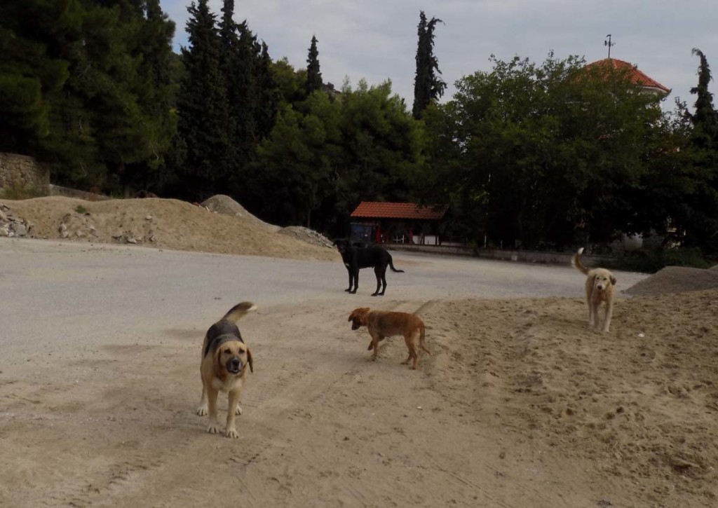 Καβάλα: Δεν έχουμε κανέναν πρόβλημα με τ’ αδέσποτα εξηγεί η διευθύντρια της ΕΠΑ.Σ. Βοηθών Νοσηλευτών - Φωτογραφία 2