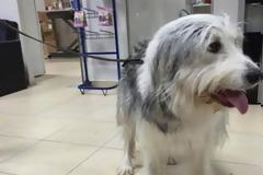 Εγκατέλειψαν σκυλάκι για δεύτερη φορά - Επιθυμεί κάποιος να την φιλοξενήσει;