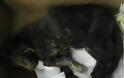 Ανήλικοι μαθητές με κροτίδες βασάνισαν μέχρι θανάτου γατάκι στα Σεπόλια
