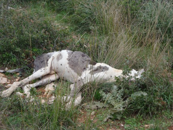 Φρίκη στο Καταφύγιο αδεσπότων του Δήμου Βόλου – Νεκρά ζώα, δέρματα από κουφάρια και σκελετοί [photos] - Φωτογραφία 10