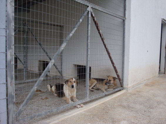 Φρίκη στο Καταφύγιο αδεσπότων του Δήμου Βόλου – Νεκρά ζώα, δέρματα από κουφάρια και σκελετοί [photos] - Φωτογραφία 6