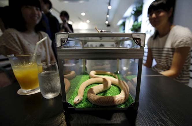 Θα πίνατε τον καφέ σας παρέα με ένα φίδι; [photos] - Φωτογραφία 7