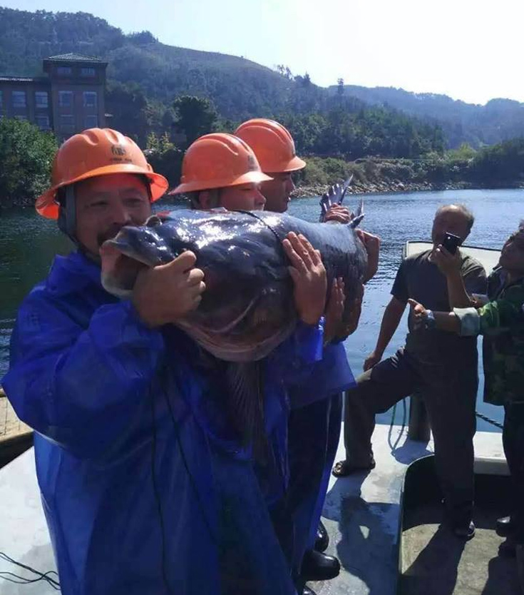 Ψάρεψαν ψάρι 90 κιλών [photos] - Φωτογραφία 3