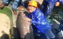 Ψάρεψαν ψάρι 90 κιλών [photos] - Φωτογραφία 4