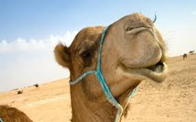 Τι το ιδιαίτερο συμβαίνει με την καμήλα; - Φωτογραφία 1