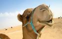 Τι το ιδιαίτερο συμβαίνει με την καμήλα;