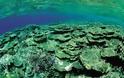 Το αντηλιακό είναι τοξικό για τους κοραλλιογενείς υφάλους