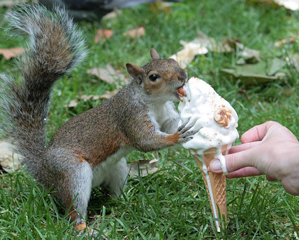 Δείτε ζώα που προσπαθούν να φάνε με τον δικό τους... τρόπο! [photos] - Φωτογραφία 7