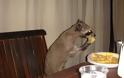 Δείτε ζώα που προσπαθούν να φάνε με τον δικό τους... τρόπο! [photos] - Φωτογραφία 14
