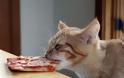 Δείτε ζώα που προσπαθούν να φάνε με τον δικό τους... τρόπο! [photos] - Φωτογραφία 5