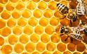 Όσα πρέπει να γνωρίζετε για τις μελισσοτροφές