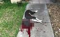 ΑΙΣΧΟΣ: Πυροβόλησε σκύλο γιατί νόμιζε ότι του επιτέθηκε [photos] - Φωτογραφία 4