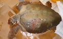 Άκτιο – Βόνιτσα: Βρέθηκε τεράστια θαλάσσια χελώνα με τραύμα στο κεφάλι