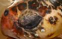 Άκτιο – Βόνιτσα: Βρέθηκε τεράστια θαλάσσια χελώνα με τραύμα στο κεφάλι - Φωτογραφία 2