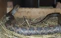 Tεράστιο φίδι στο Αγρίνιο καταπίνει τα αυγά μέσα στο κοτέτσι [video]