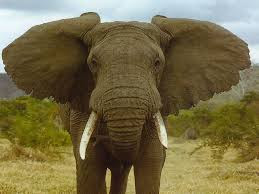 Ένας.. πέτρινος ελέφαντας [photο] - Φωτογραφία 1